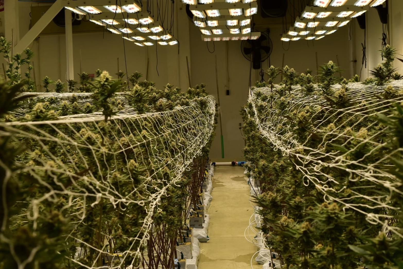 CalmBite Berry Gummies